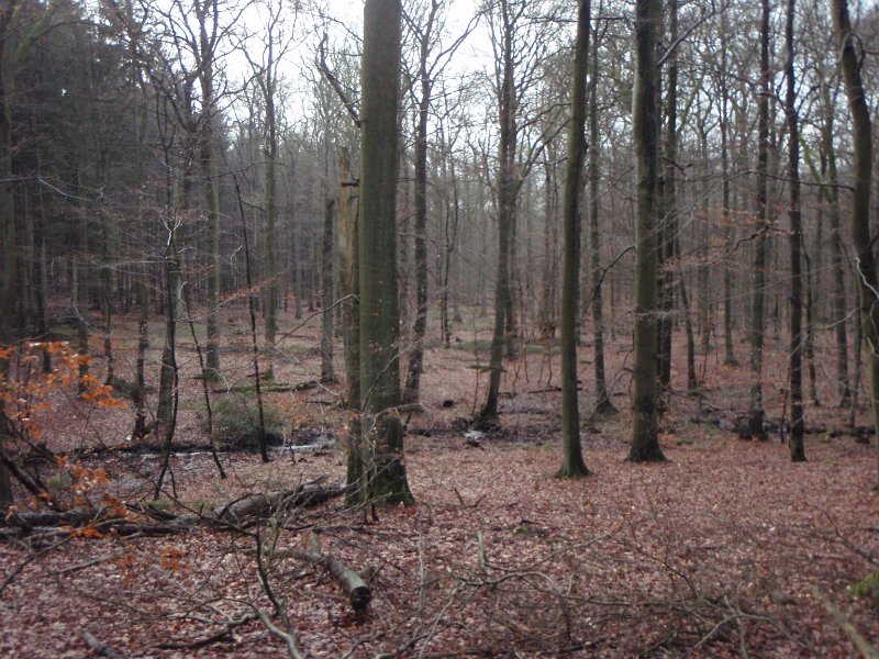 Waldtour 058